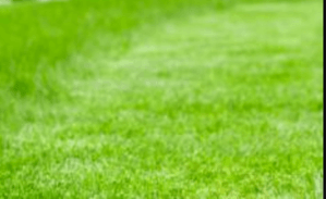 lawn mowing cabramatta