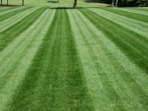 lawn mowing wetherill park
